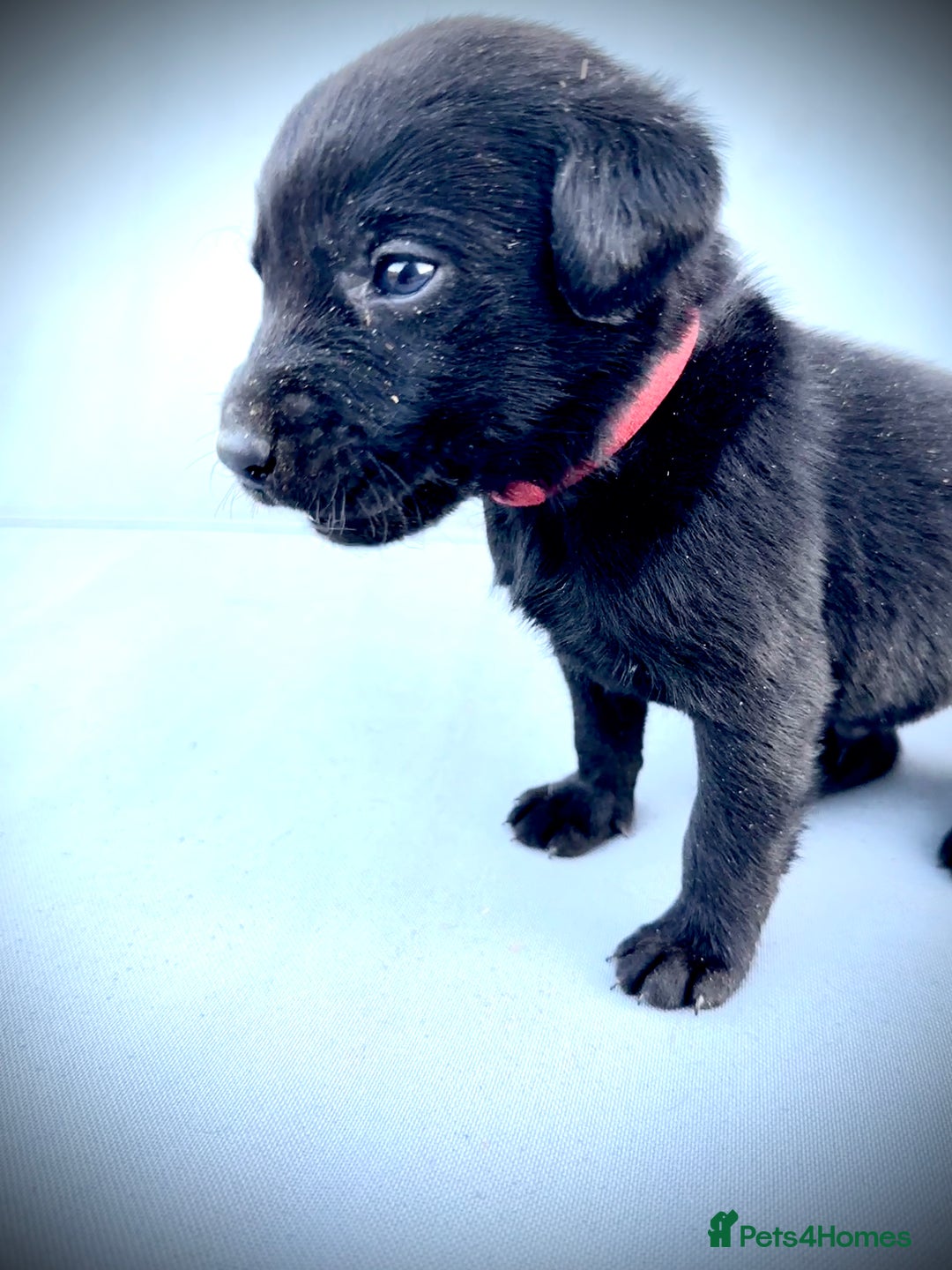 Labrador Retriever dogs for sale: ✨Gorgeous Labrador Puppies Ready for New Homes! ✨ - Image 4