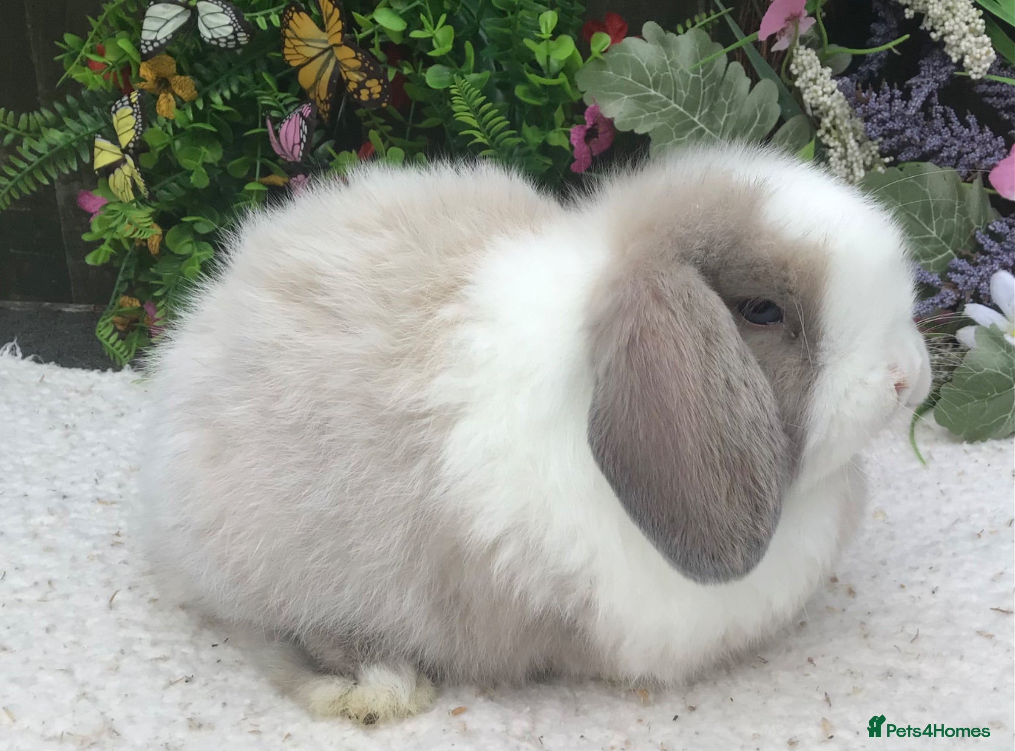 Mini Lop rabbits Mini lop buck - Advert 2
