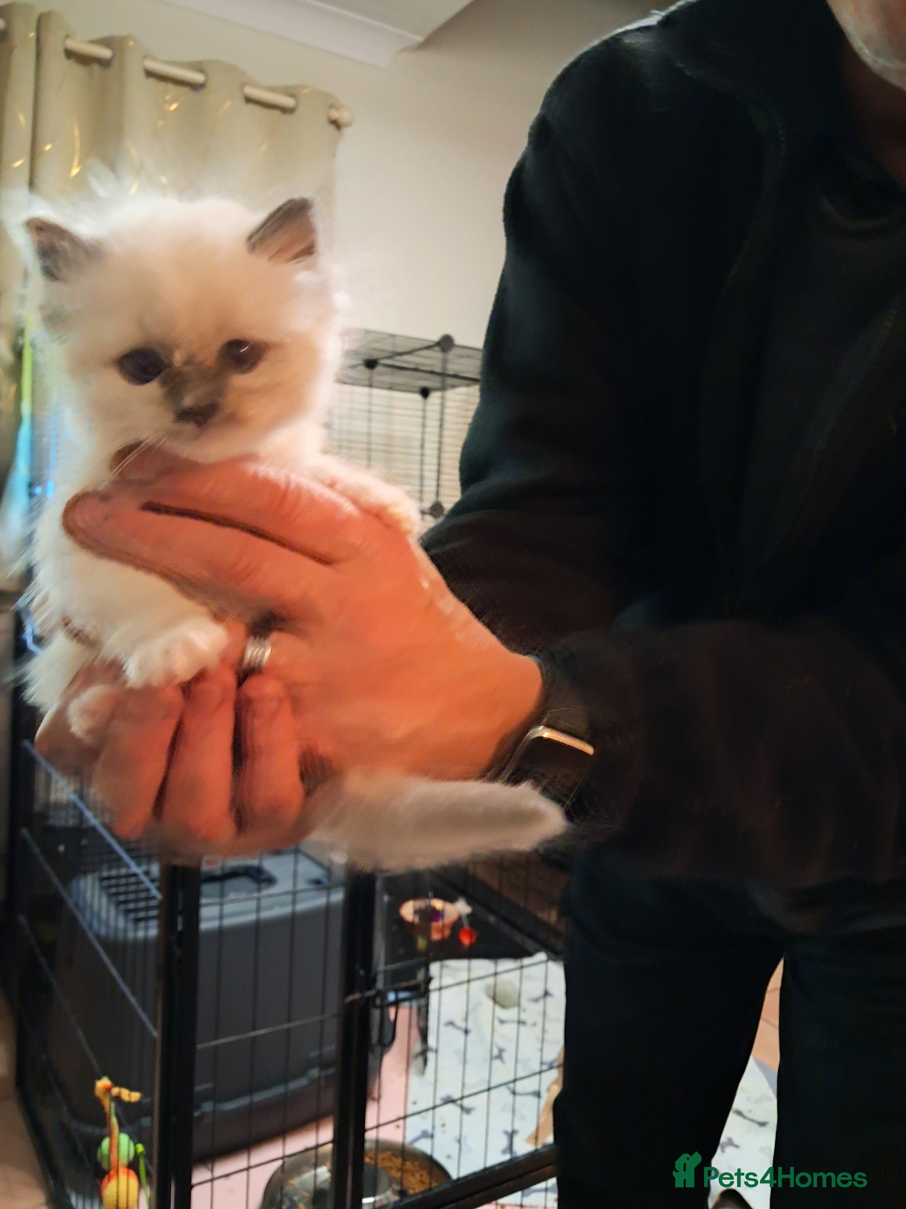 Ragdoll cats Adorable GCCF Ragdoll kittens - Advert 5