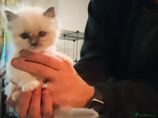 Ragdoll cats Adorable GCCF Ragdoll kittens - Advert 5