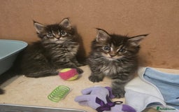 Maine Coon cats for sale: 4 Beautiful GCCF Registered Maine Coon Kittens  - Image 4