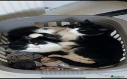 British Shorthair cats for sale: 2 brothers looking for new home - Image 1