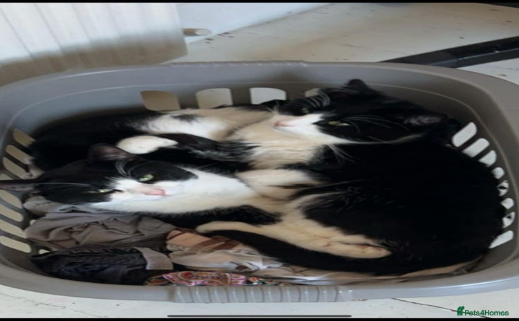 British Shorthair cats - Advert 1