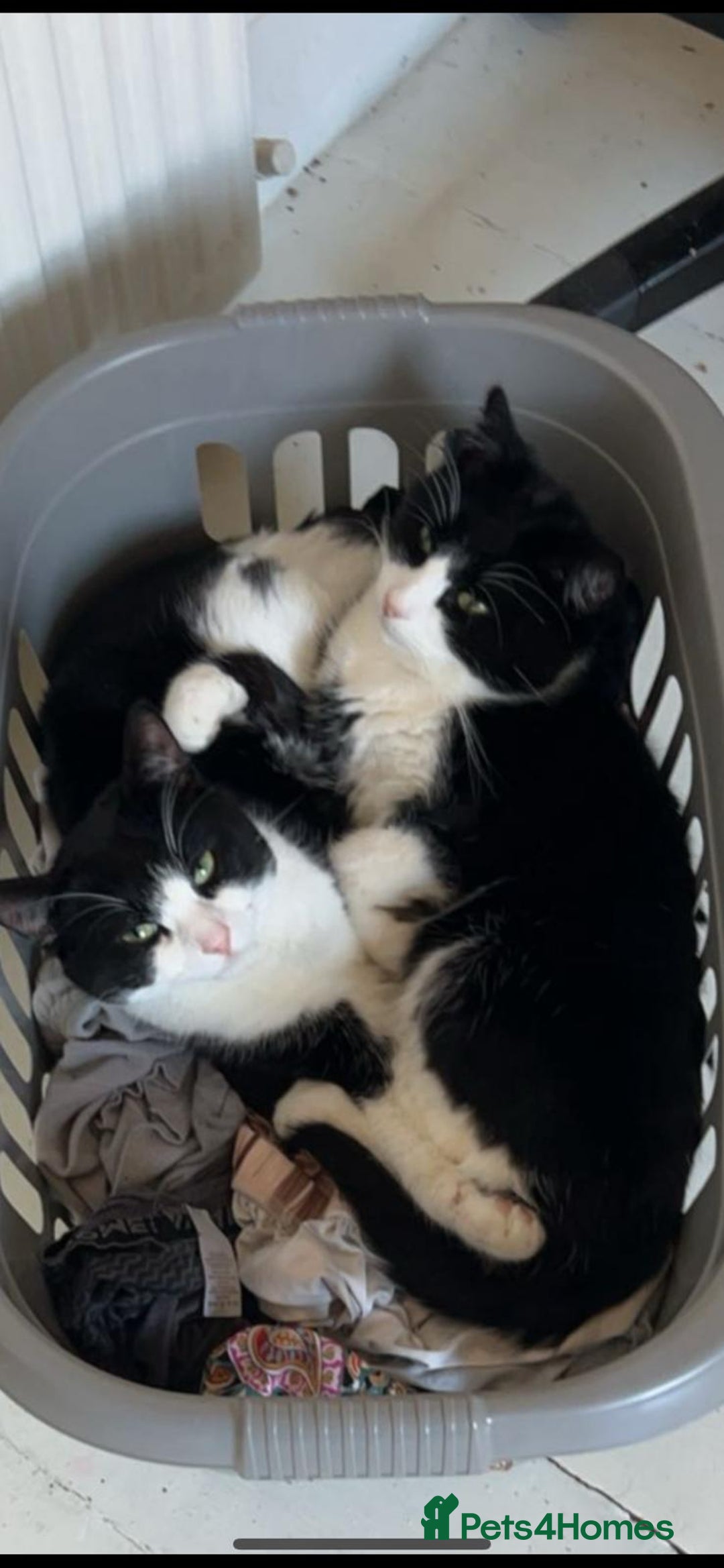 British Shorthair cats for sale: 2 brothers looking for new home - Image 1