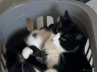 British Shorthair cats - Advert 3