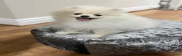 Pomeranian dogs for sale: Snowy boy  - Advert 7
