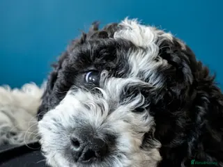 Cockapoo dogs Cockapoo LAST GIRL AVAILABLE - Advert 5