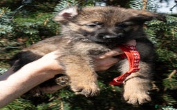German Shepherd dogs for sale: German Shepherd Puppies - Image 27