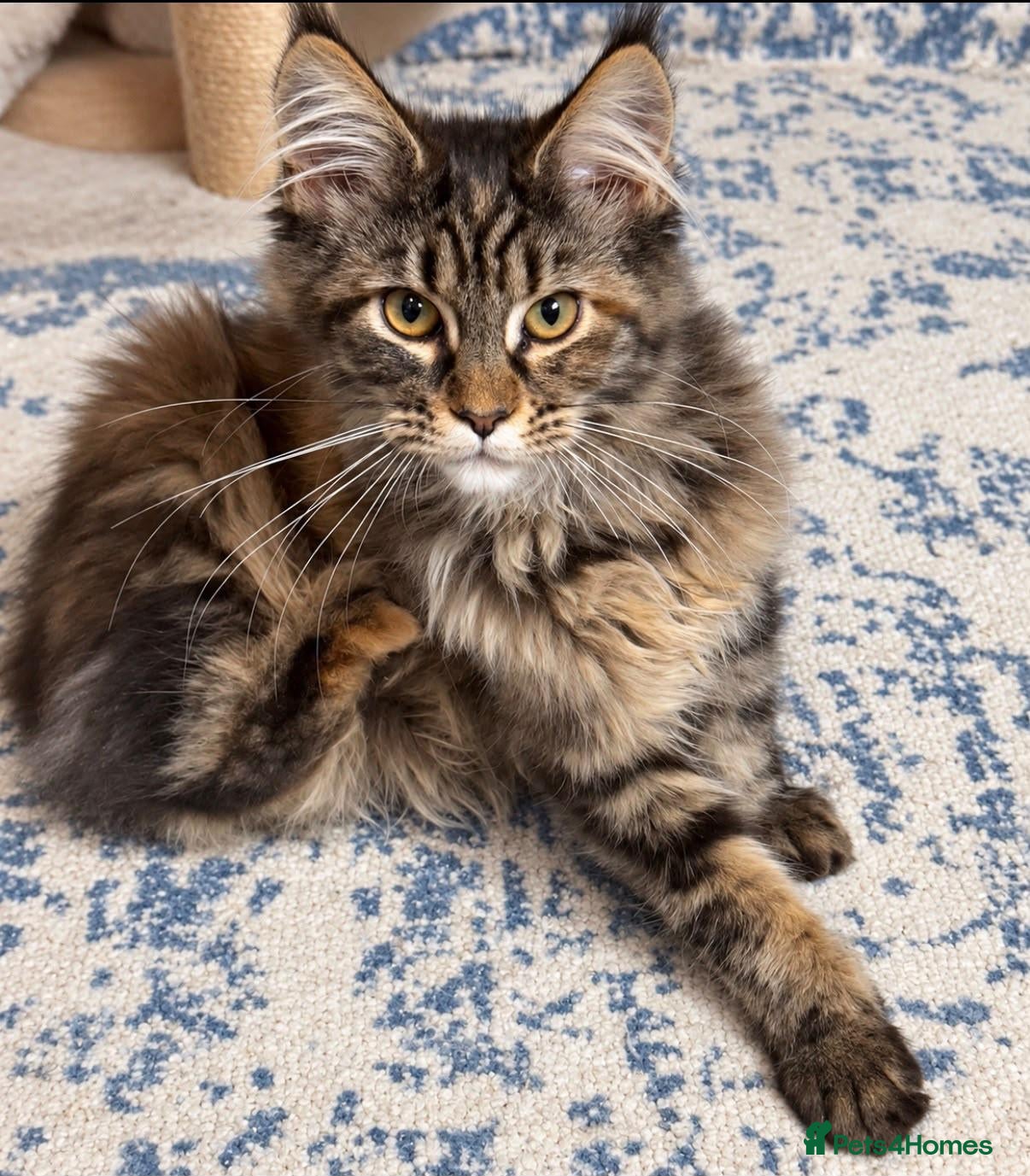 Maine Coon cats  TICA Reg Maine Coons - Advert 14