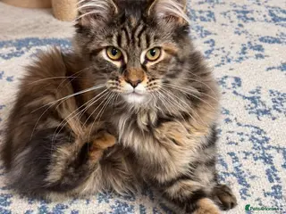 Maine Coon cats TICA Reg Maine Coons - Advert 14