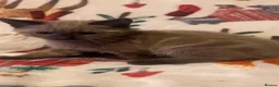 Siamese cats for sale: Lovely Siamese kittens ready to leave  - Advert 13
