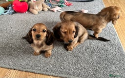 Miniature Dachshund dogs for sale: Longhaired shaded red puppies - Image 22