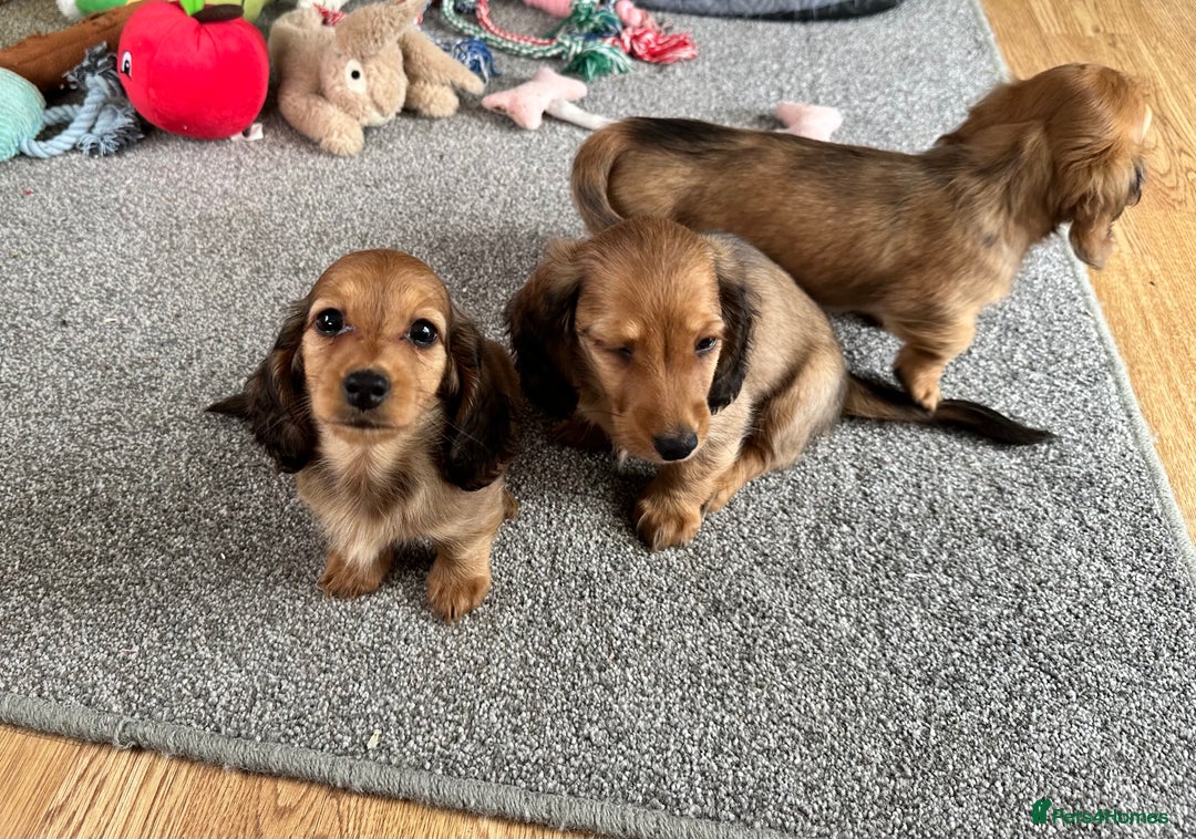 Miniature Dachshund dogs for sale: Longhaired shaded red puppies - Image 22