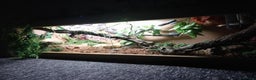 Python Snake reptiles for sale: Beautiful Albino Ball Python  - Advert 3