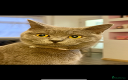British Shorthair cats for sale: 3 lilac British Shorthair kittens for sale - Image 5