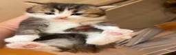 British Longhair cats for sale: 4 Gorgeous Fluffy Kittens Ginger Boys Tabby Girls - Advert 7