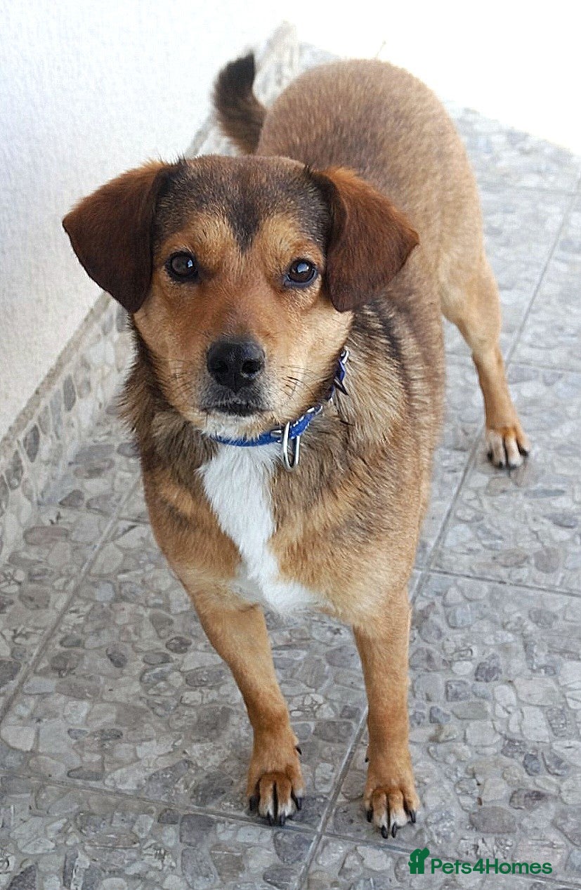 Mixed Breed dogs ✨FOUND ON THE STREET, READY FOR HER SECOND CHANCE✨ - Advert 1