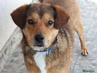 Mixed Breed dogs ✨FOUND ON THE STREET, READY FOR HER SECOND CHANCE✨ - Advert 1