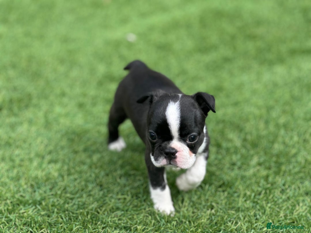 Boston Terrier dogs for sale: WILDAX Boston Terrier pups (2 girls left!) - Image 17