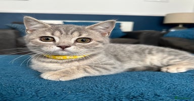 British Shorthair cats - Advert 3