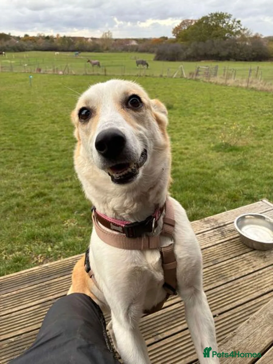 Mixed Breed dogs for adoption: Egyptian girl Cleo is looking for her forever home - Advert 4