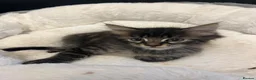 European cats for sale: Beautiful Kittens 🐱 available now - Advert 7