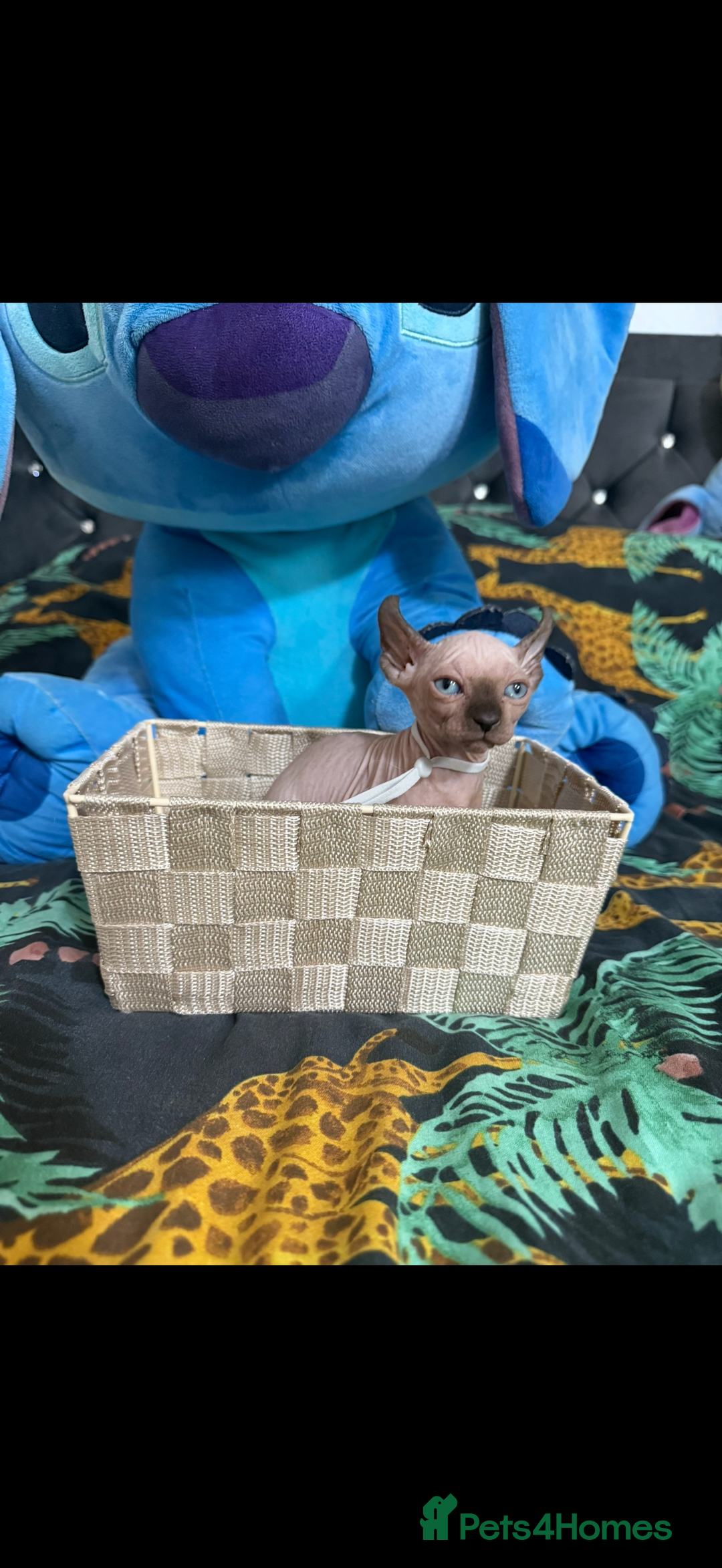 Sphynx cats for sale: Bald, bold elf blue eyes kittens  - Image 3