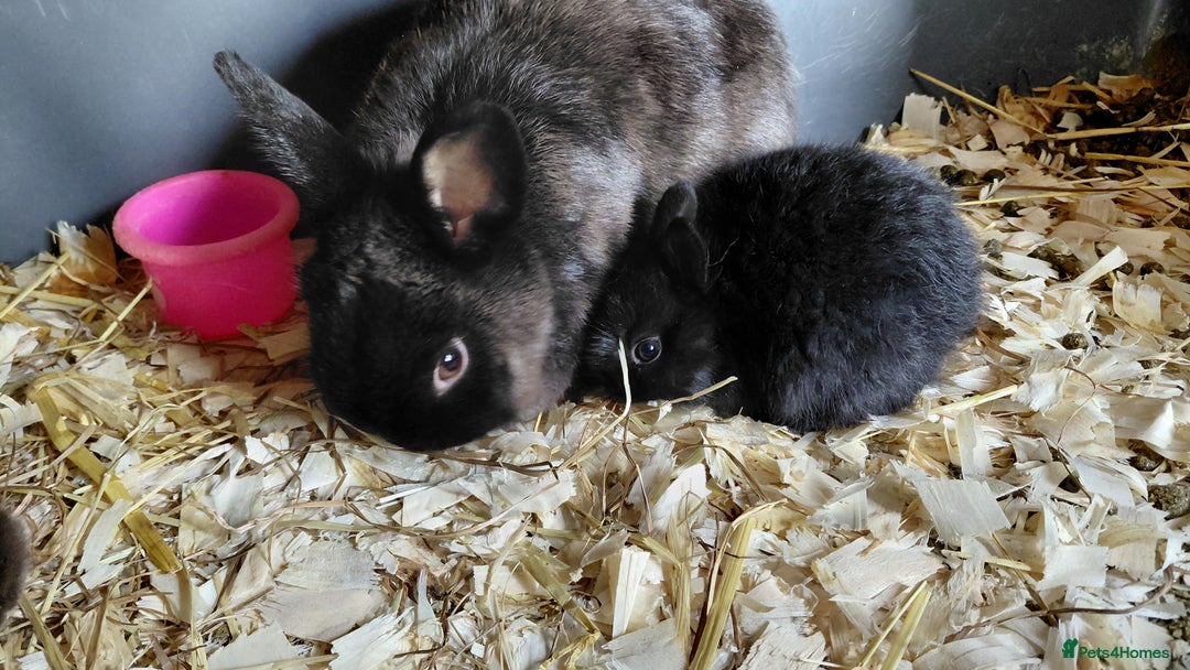 Netherland Dwarf rabbits for sale: Netherland dwarf BLACK & A CHOC BUCK  TO RESERVE  - Advert 12