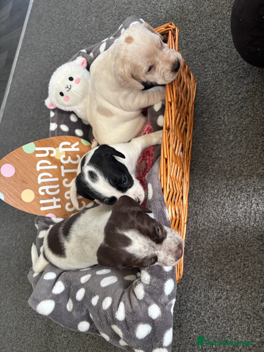 Cocker Spaniel dogs for sale: Cocker spaniel puppy for sale  in Sittingbourne - Advert 9