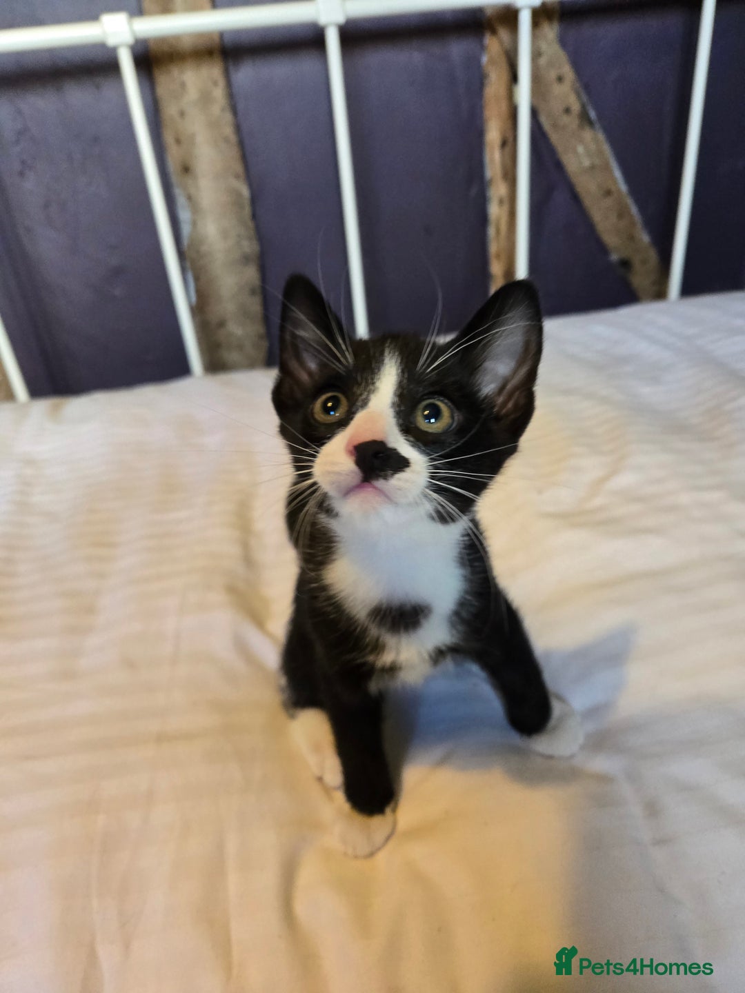 Mixed Breed cats for sale: Beautiful little boy ready for his forever home. - Image 1