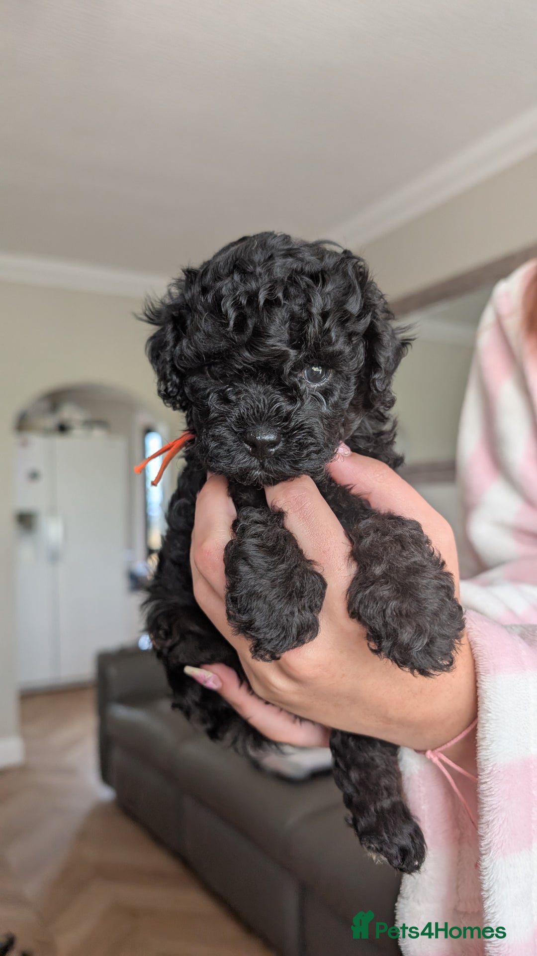 Shihpoo dogs for sale: Toy f1bb shipoo in Glasgow - Image 23