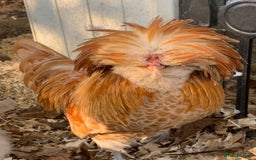 Chickens poultry for sale: Polish cockerel free to collector  - Advert 4