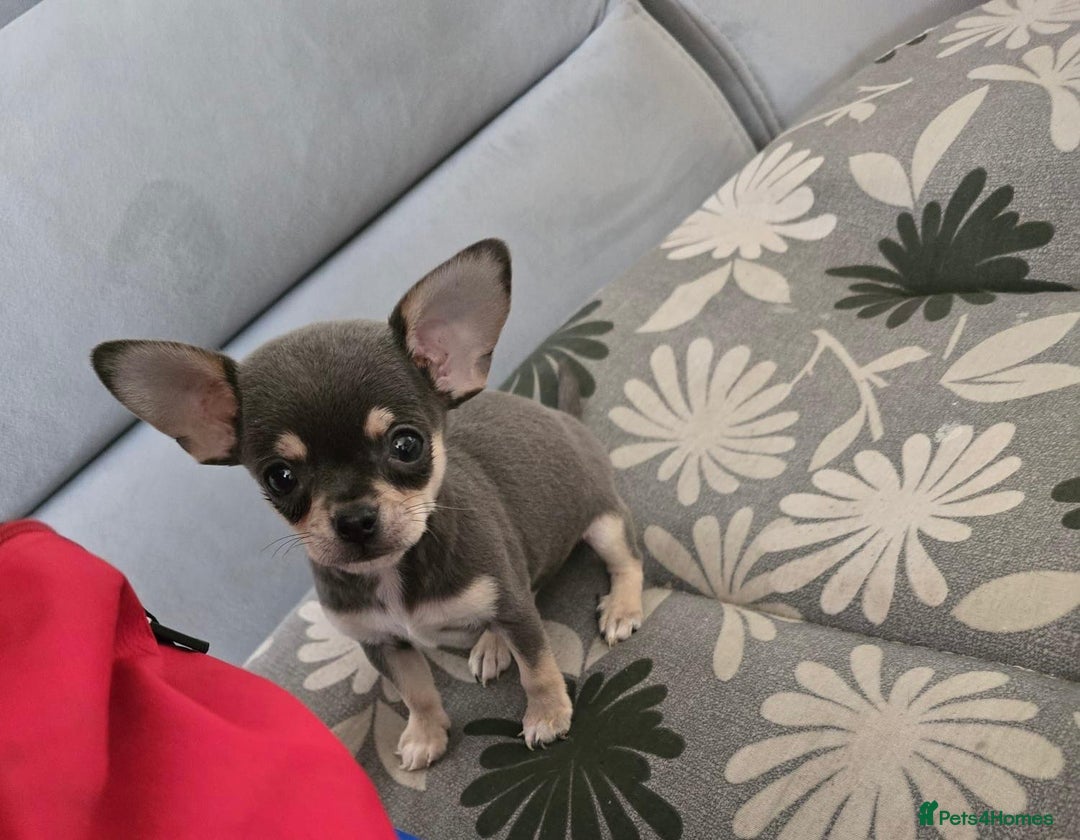 Chihuahua dogs for sale: Adorable 🐶🥰 Mini Girl Available  - Image 14