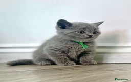 British Shorthair cats for sale: Amazing BSH kittens - Image 1