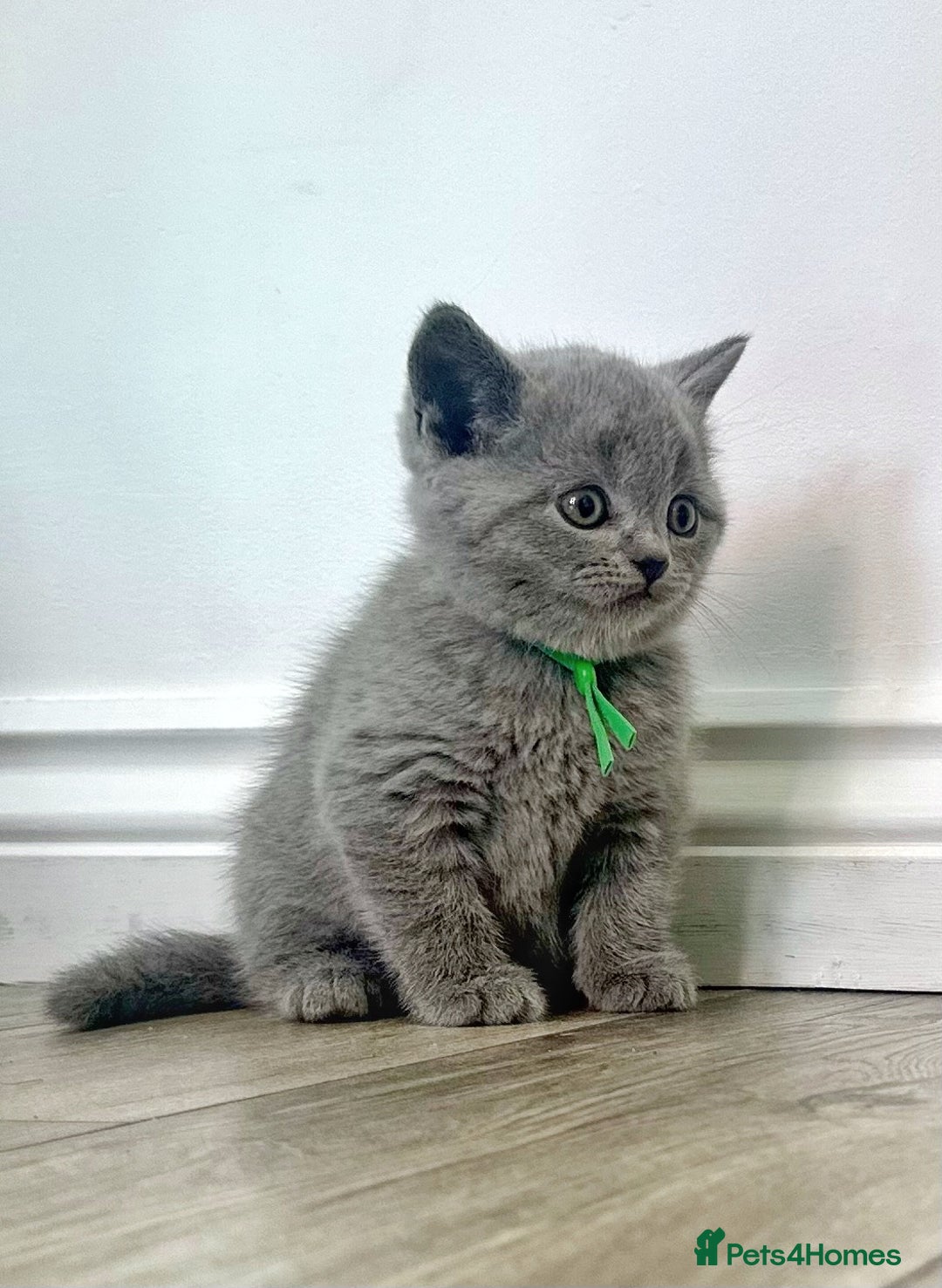 British Shorthair cats for sale: Amazing BSH kittens - Image 1