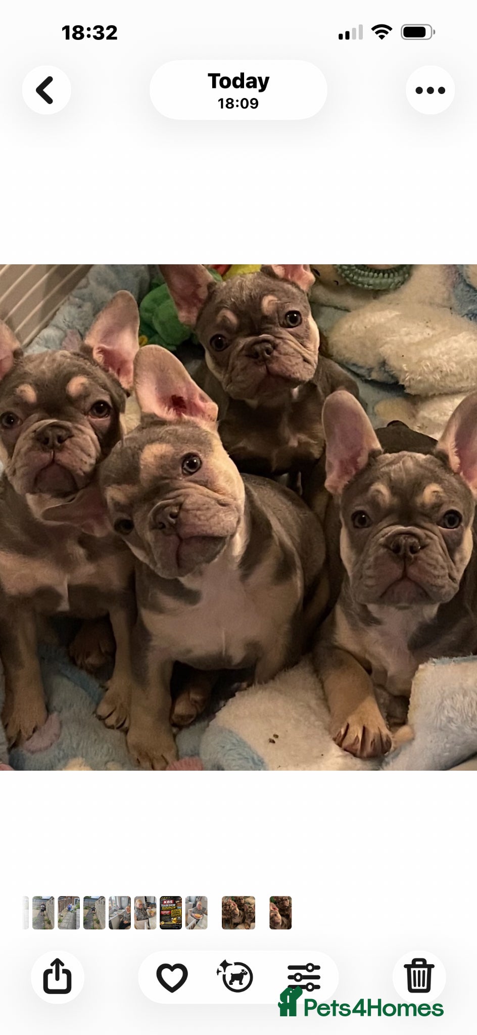 French Bulldog dogs French Bulldog Puppies - Advert 2