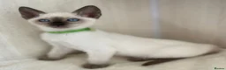 Siamese cats for sale: GCCF Registered Traditional Siamese Kittens  - Advert 26