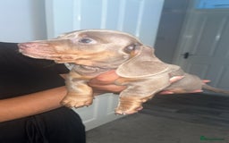 Miniature Dachshund dogs for sale: Beautiful miniature dachshund pups  - Image 1
