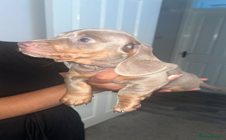 Miniature Dachshund dogs - Advert 2