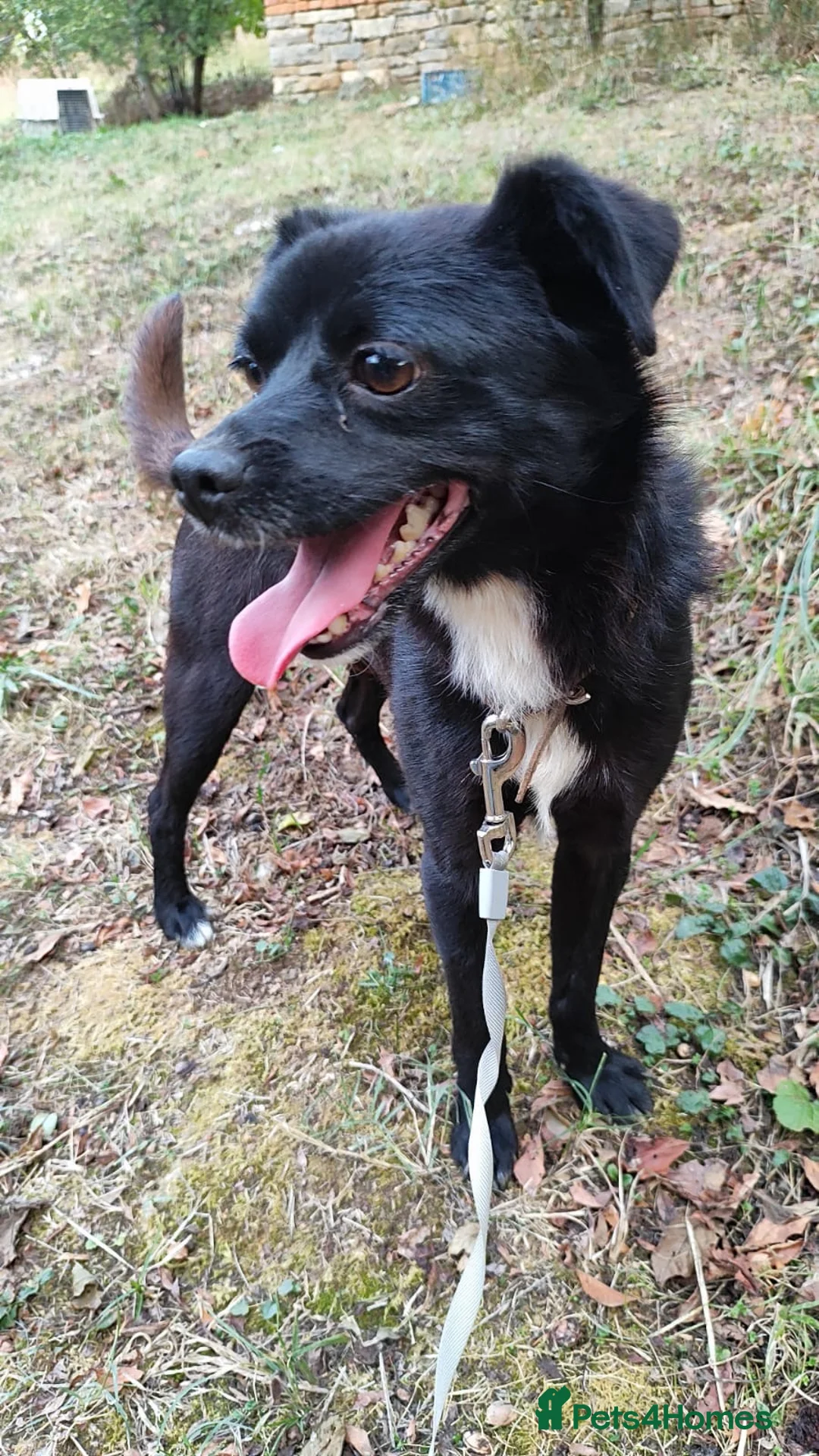 Mixed Breed dogs for adoption: Little Lad Vernon - Available for adoption - Advert 2