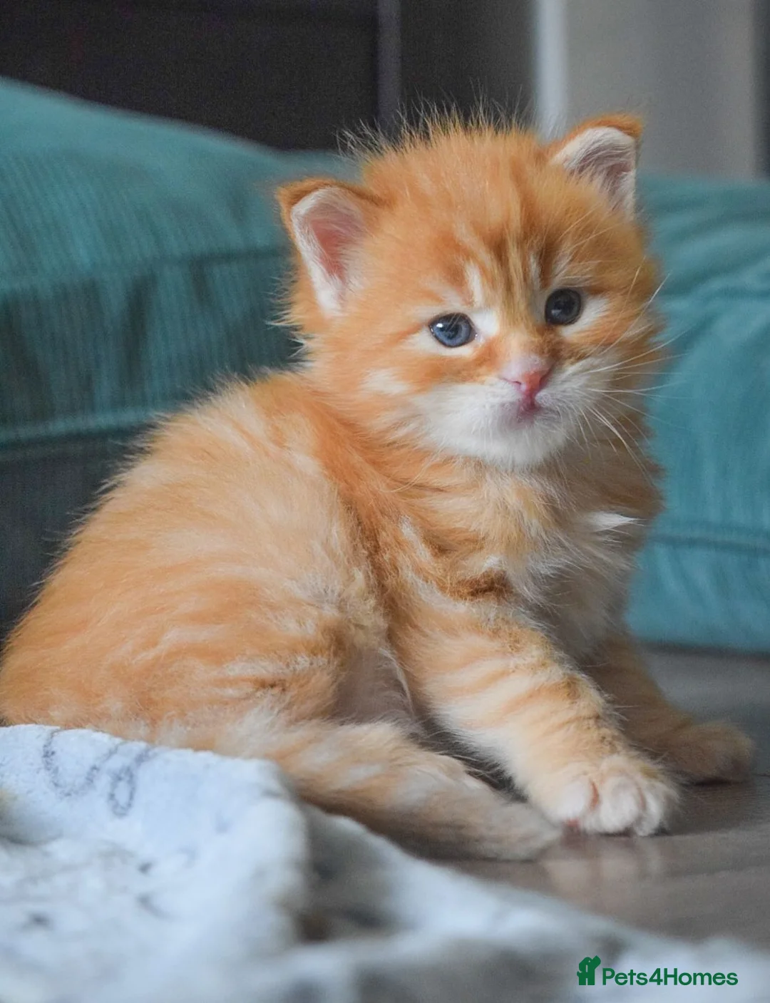 Maine Coon cats for sale: RED tabby Maine coon MALE - Advert 13
