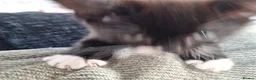 British Shorthair cats for sale: kittens in Wallingford - Advert 3
