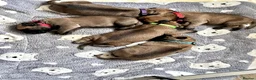 Bullmastiff dogs for sale: KC Litter of Bullmastiff’s  - Advert 3