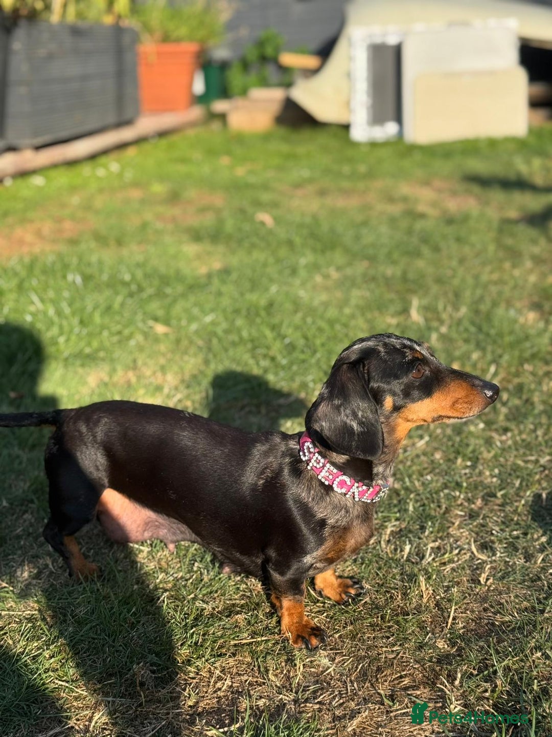 Dachshund dogs for sale: Beautiful Miniature dachshund puppies  - Image 25