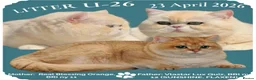 British Longhair cats for sale: Stunning BLH boy Black Golden Sunshine (nv 12) - Advert 3