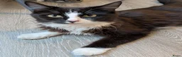 British Longhair cats for sale: Female Cat Looking for a Good Home - Advert 2