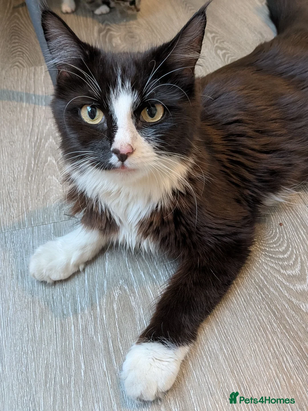 British Longhair cats for sale: Female Cat Looking for a Good Home - Advert 2