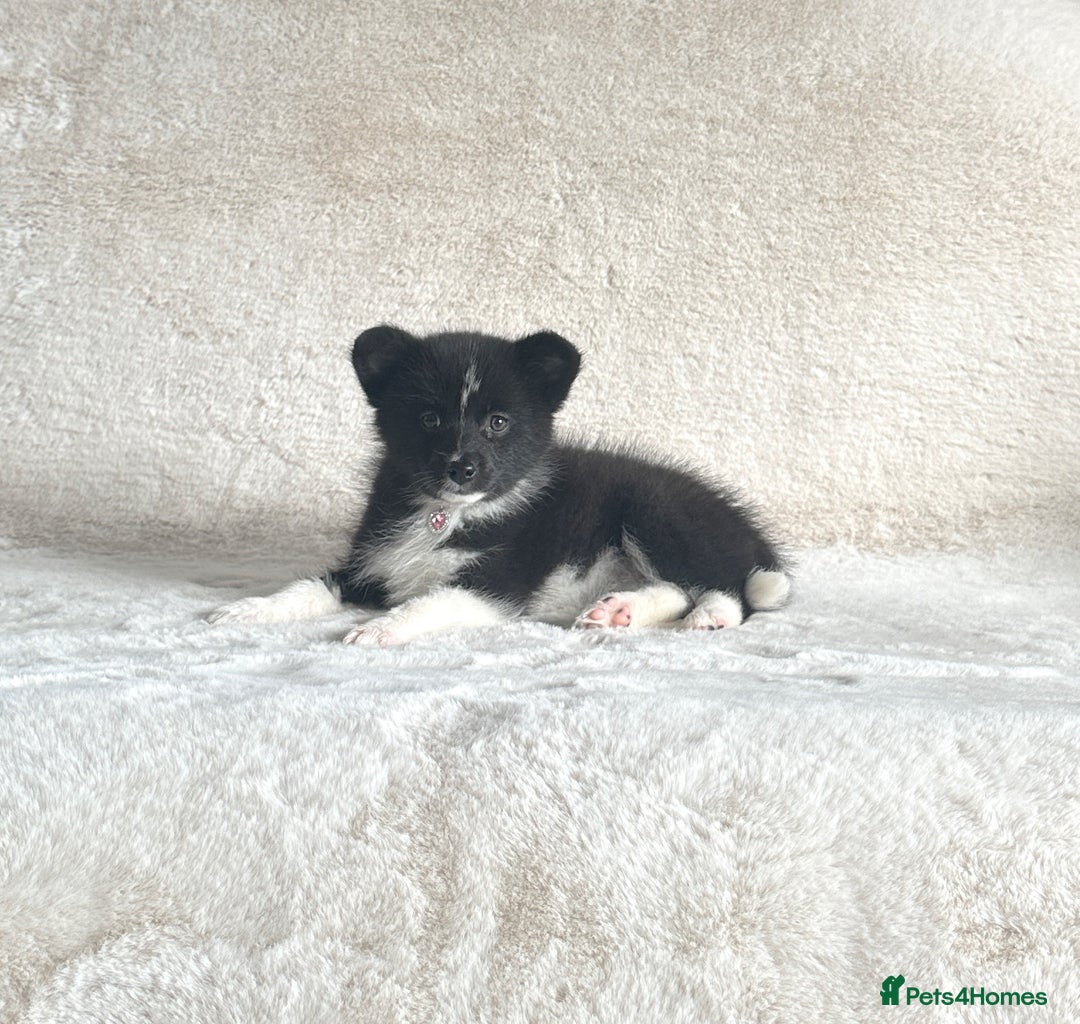 Pomsky dogs for sale: Adorable small f3 Pomsky puppies for sale  - Image 18