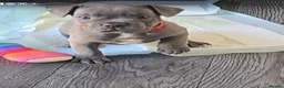 Mixed Breed dogs for sale: French Bulldog x Staffordshire Bull Terrier  - Advert 3