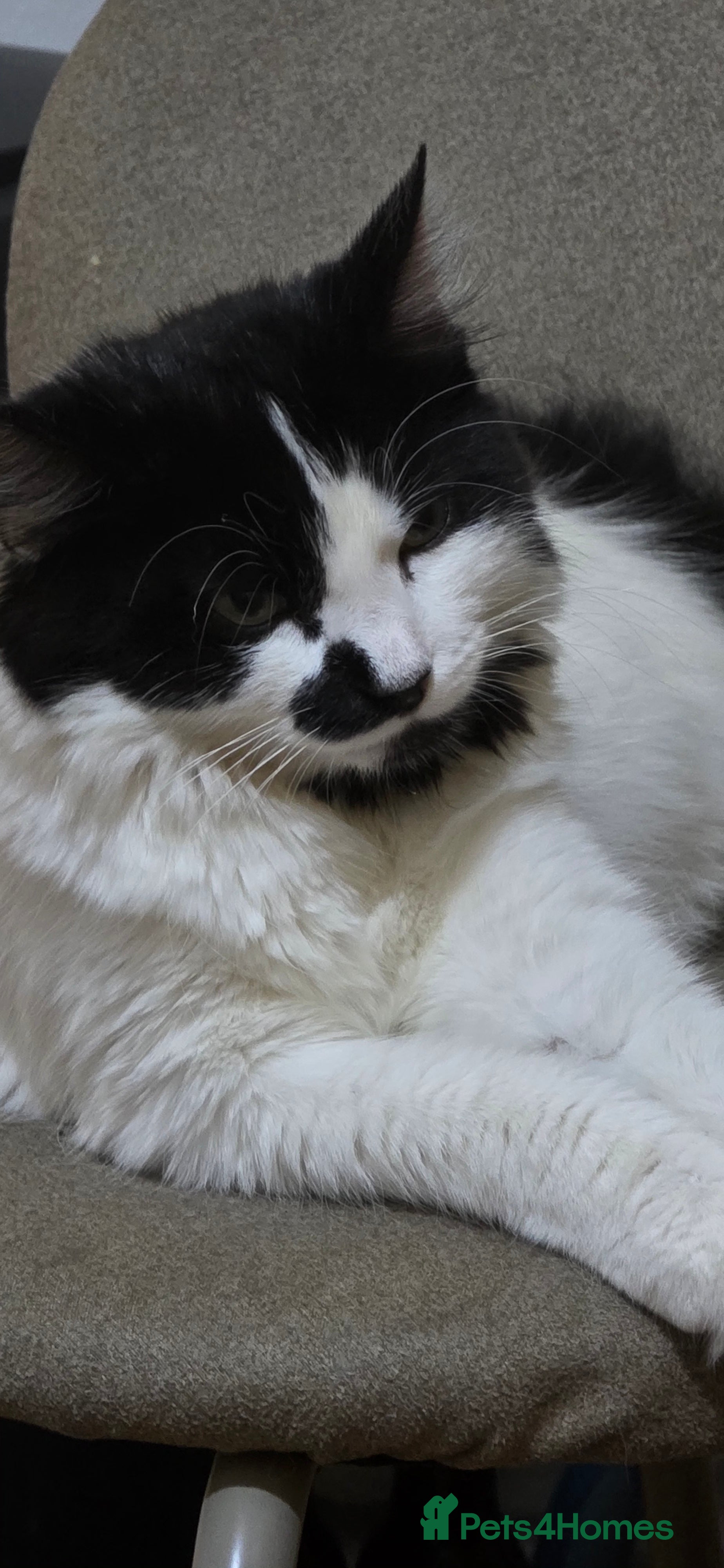 Turkish Angora cats Cat for sale  - Advert 10